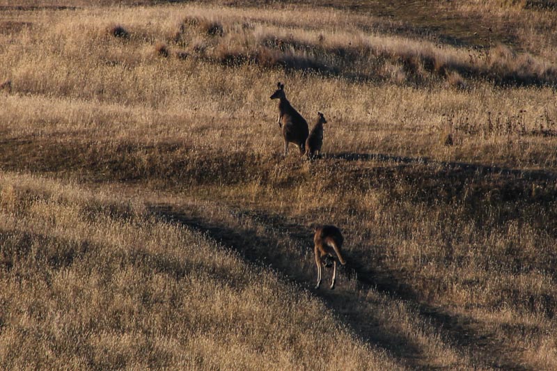 10 - Kangaroo family