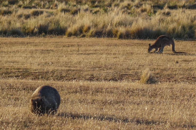 12 - Wombat and kangaroo