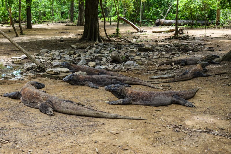 13 - Komodo dragons lazing around