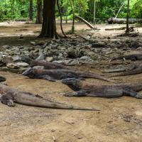 13 - Komodo dragons lazing around