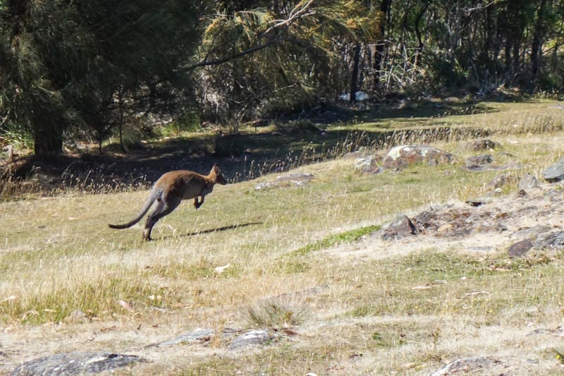 13_Pademelon near Philip and Lousie's house