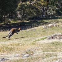 13_Pademelon near Philip and Lousie's house