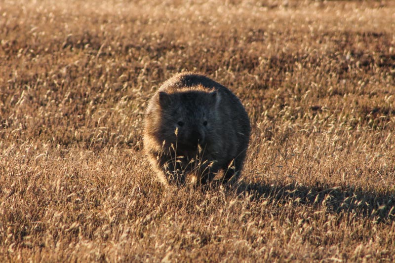 13 - Wombat Maria Island