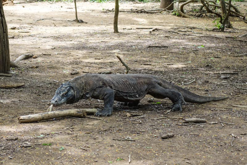 14 - A dangerous Komodo dragon