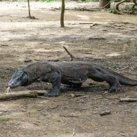 14 - A dangerous Komodo dragon