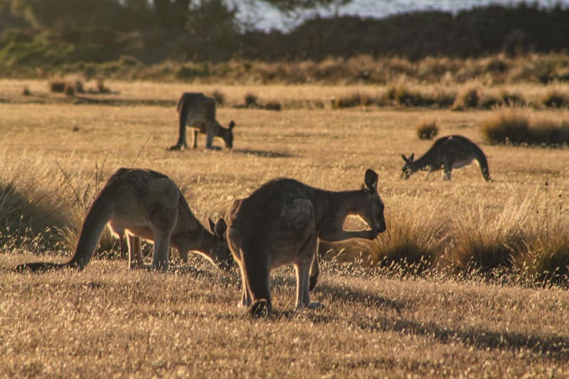 14 - Kangaroos