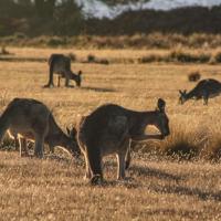 14 - Kangaroos