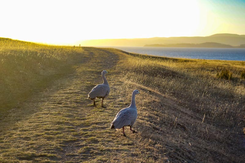 15 - Great Barren geese