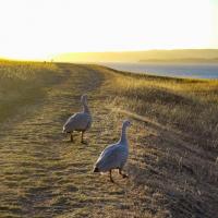 15 - Great Barren geese