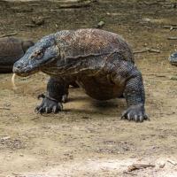 15 - Komodo dragon