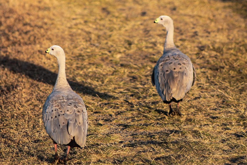 16 - Great Barren geese