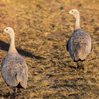 16 - Great Barren geese