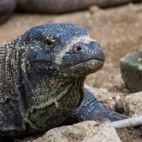 17 - Komodo dragon