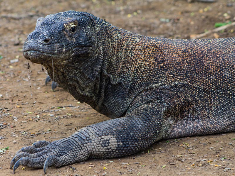 18 - Komodo dragon and its poisonous saliva