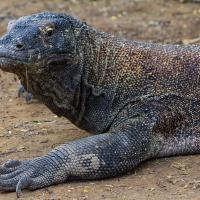 18 - Komodo dragon and its poisonous saliva