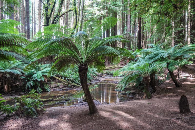 19_Californian redwood forest