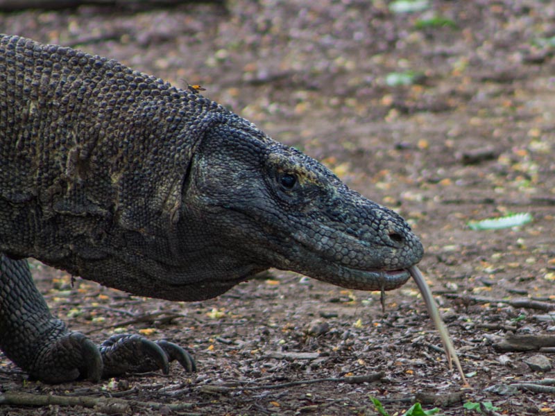 19 - Komodo dragon with its tongue out