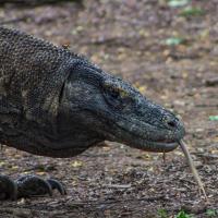 19 - Komodo dragon with its tongue out