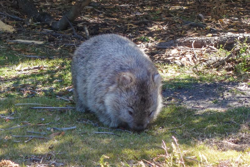 2 - Wombat