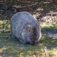 2 - Wombat