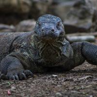 20 - Komodo dragon