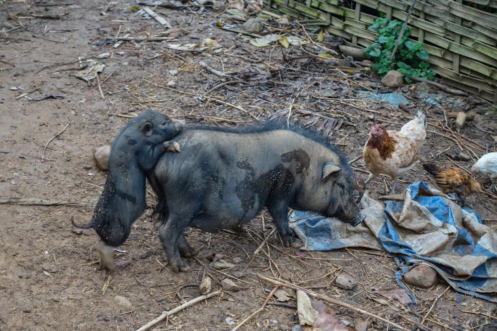 Day 1 trek - cheeky baby pig