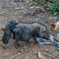 Day 1 trek - cheeky baby pig