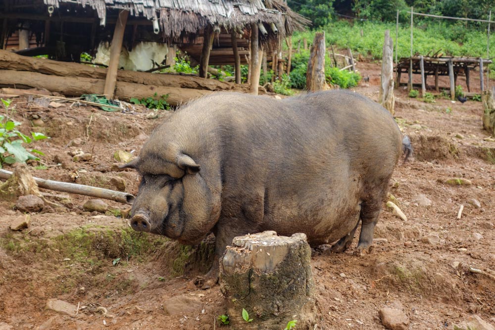 Day 3 trek - The prize of the fattest pig on earth!!!