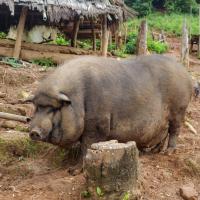 Day 3 trek - The prize of the fattest pig on earth!!!