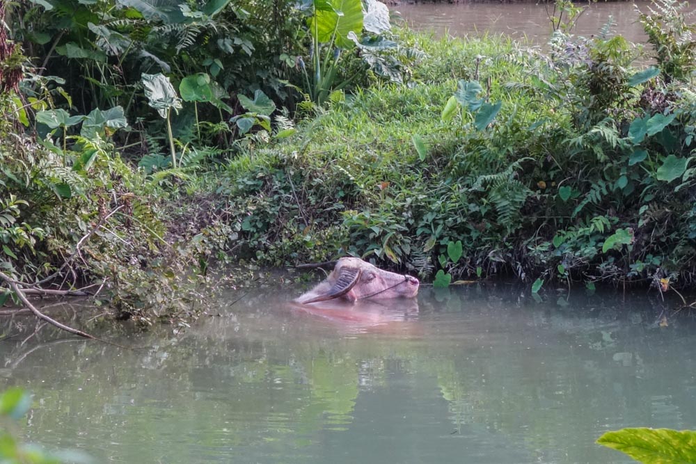 Muang Ngoi on the way to the villages