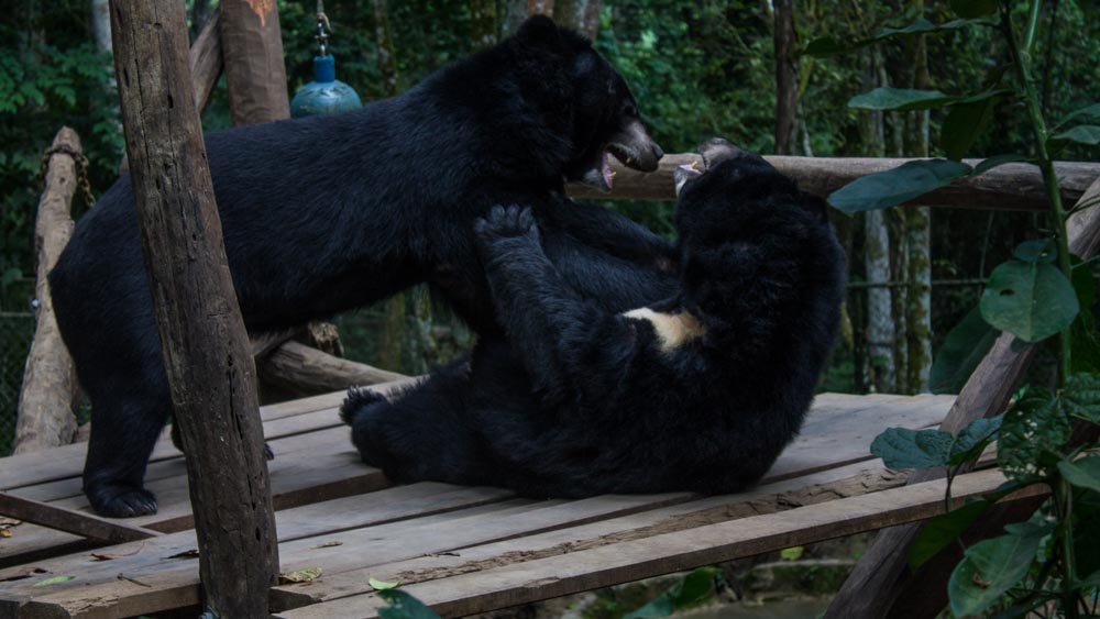 Bear Rescue Center Luang Prabang