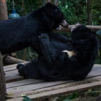 Bear Rescue Center Luang Prabang