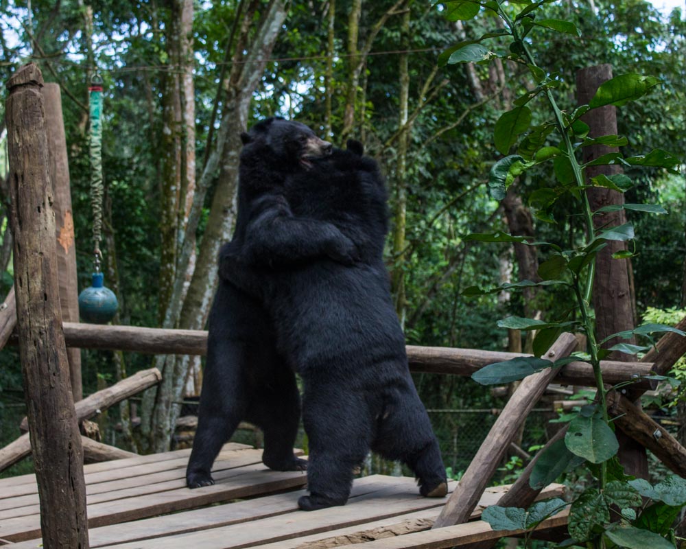 Bear Rescue Center Luang Prabang