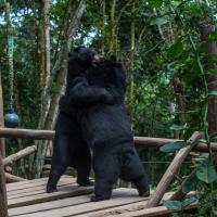 Bear Rescue Center Luang Prabang