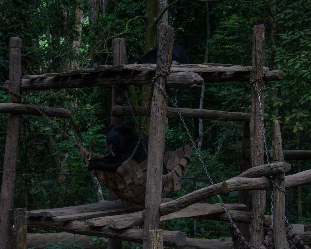 Bear Rescue Center Luang Prabang