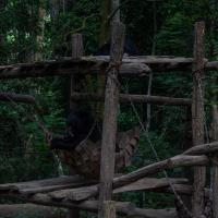 Bear Rescue Center Luang Prabang