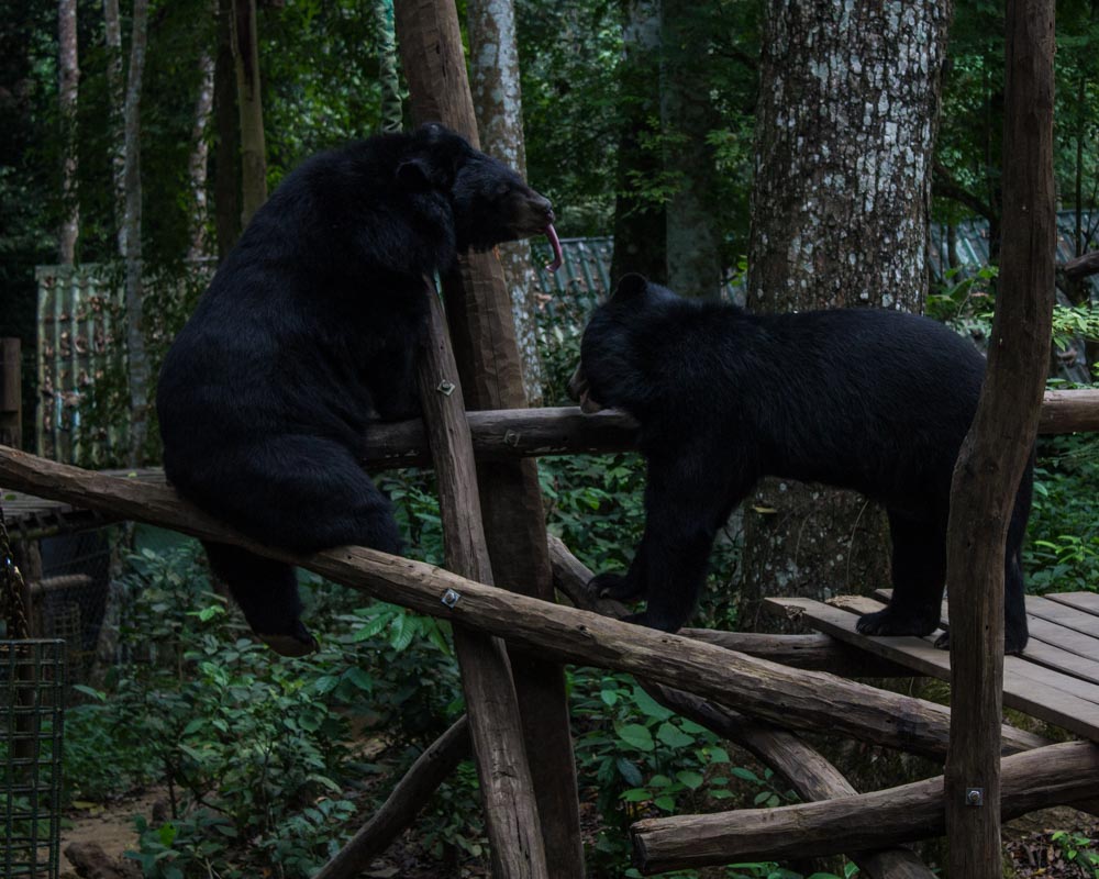 Bear Rescue Center Luang Prabang