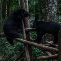 Bear Rescue Center Luang Prabang