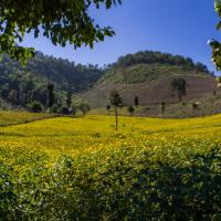 Mustard crop