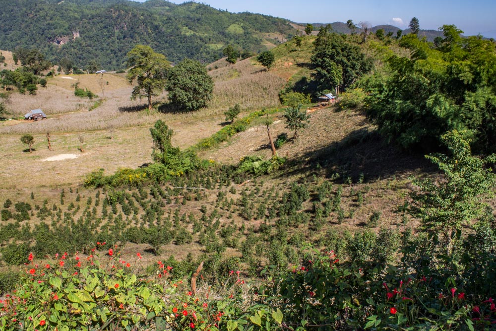 Tea plantation