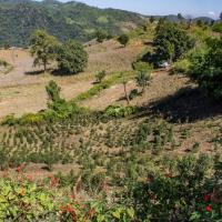 Tea plantation