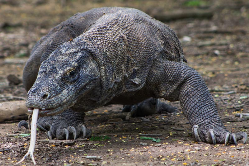 23 - Komodo dragon with its tongue out