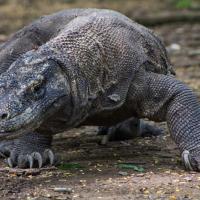 23 - Komodo dragon with its tongue out