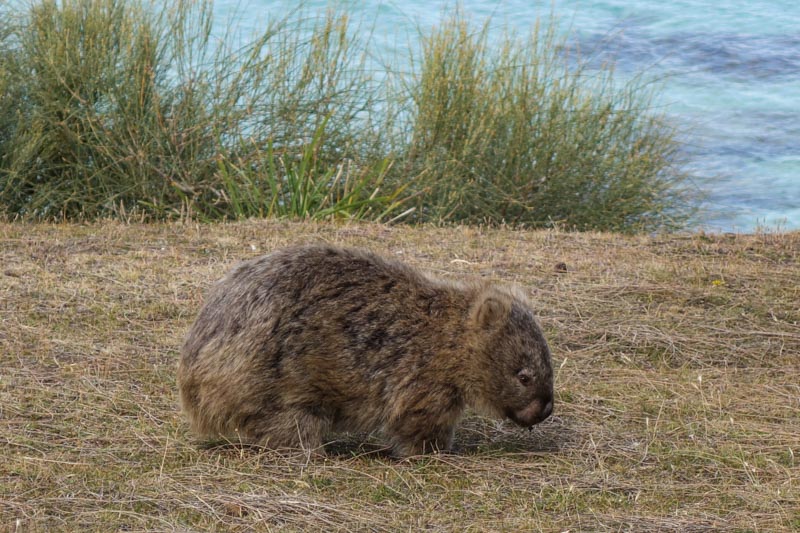 23 - Wombat