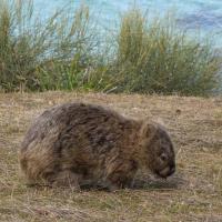 23 - Wombat