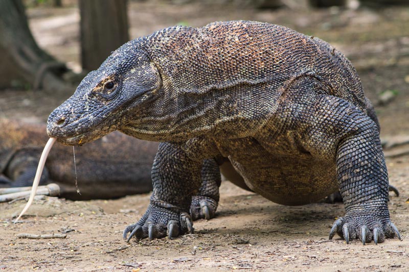 24 - Komodo dragon, biggest lizard on earth