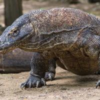 24 - Komodo dragon, biggest lizard on earth