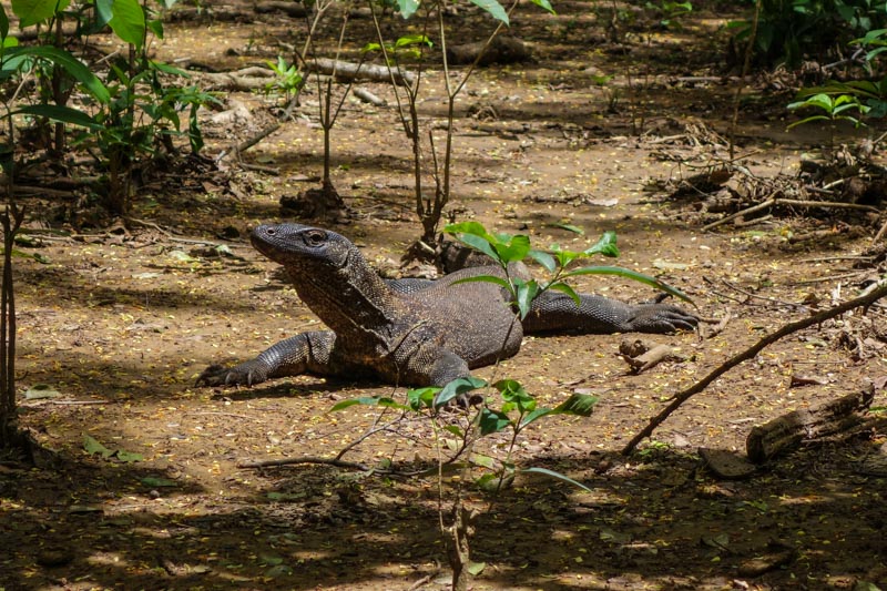 26 - Juvenile Komodo dragon