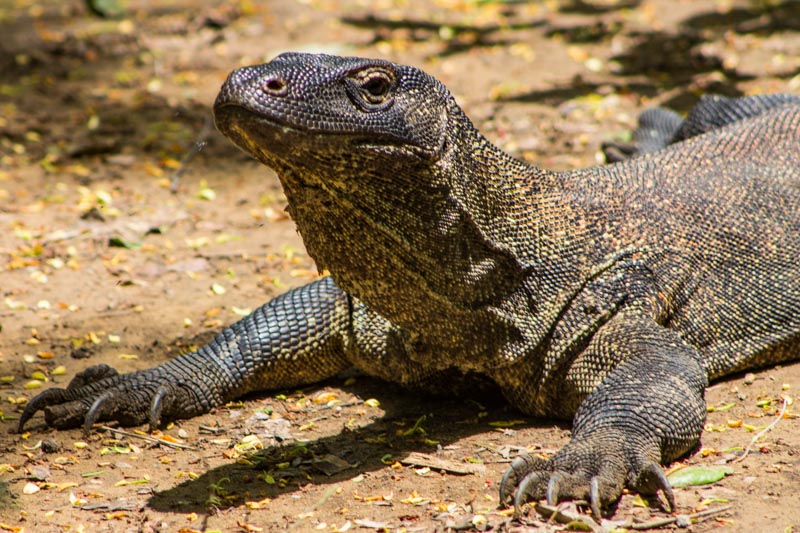 27 - Juvenile Komodo dragon