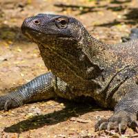 27 - Juvenile Komodo dragon